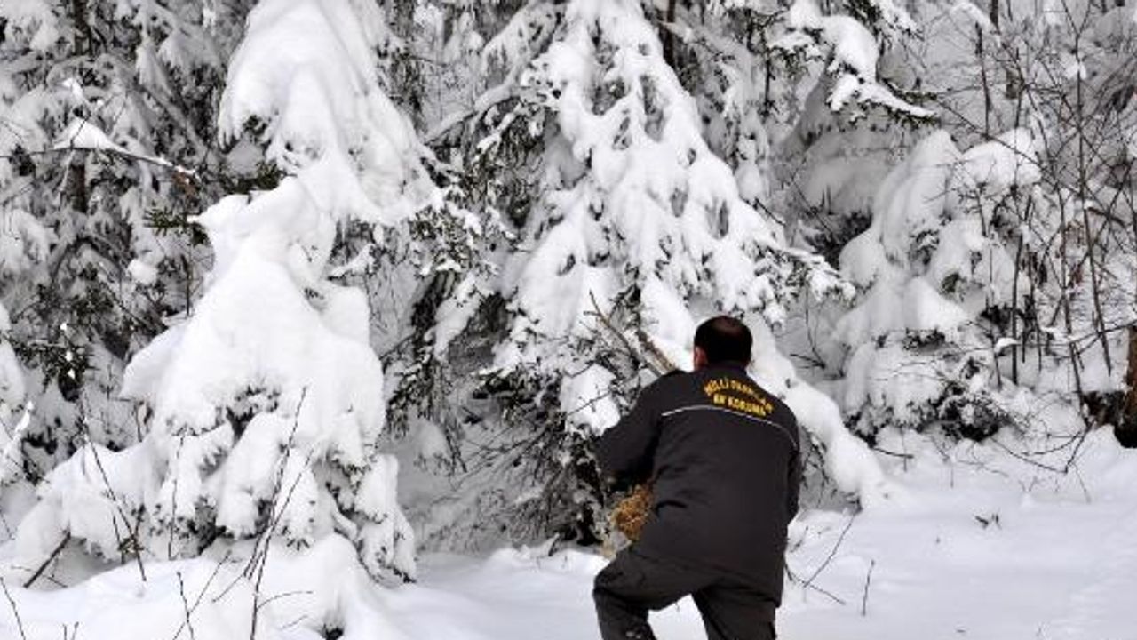 YABAN HAYVANLARI İÇİN DOĞAYA 6 TON YEM BIRAKILDI!