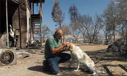 YANGINDAN KURTARILAN "KAPTAN" ADLI KÖPEĞİN ARTIK YUVASI VAR