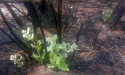 BİR AĞAÇ KÜLLERİNDEN NASIL DOĞDU? İŞTE HABER