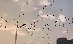 IĞDIR'da KIŞ ORTASINDA "LEYLEK" ŞAŞIRTTI