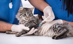 KONU: KEDİ VE HER 4 KEDİ SAHİBİNDEN BİRİ YANILIYOR