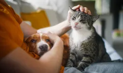 KEDİ VE KÖPEK BAKIMINDA YENİ YAZ RUTİNİ