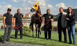100. GAZİ ŞAMPİYONU 'BAY NALÇAKAN' AYGIR OLUYOR