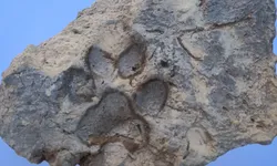 DÖRT BİN YILLIK PATİ İZİ BULUNDU