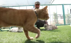 KAYSERİ'DE 'KÜÇÜK DOSTLAR KEDİ KASABASI'
