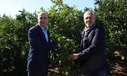SATSUMA MANDALİNANIN İHRACAT YOLCULUĞU BAŞLADI