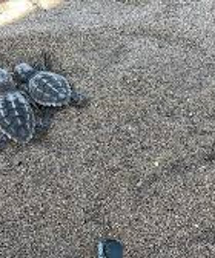 ANTALYA'DA CARETTA CARETTA YAVRULARI DENİZLE BULUŞTU
