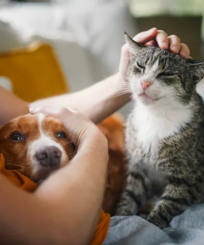 KEDİ VE KÖPEK BAKIMINDA YENİ YAZ RUTİNİ