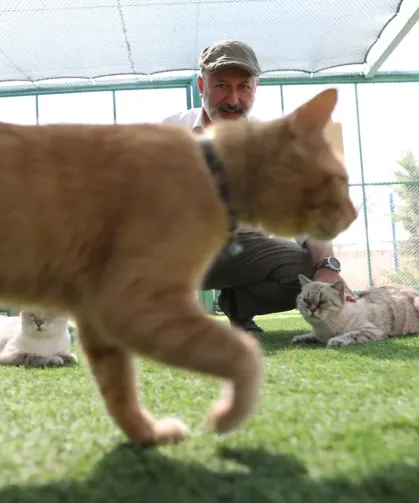 KAYSERİ'DE 'KÜÇÜK DOSTLAR KEDİ KASABASI'