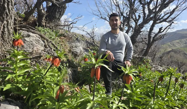 SİZ HİÇ TERS LALE GÖRDÜNÜZ MÜ? İŞTE TERS LALELER!