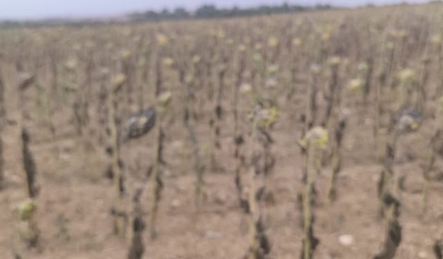 AYÇİÇEĞİ HASADI BAŞLADI. ÇİFTÇİ KURAKLIK YÜZÜNDEN ZARARDA