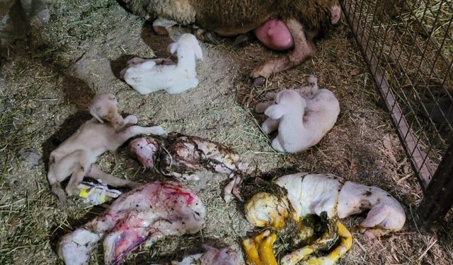 AYDIN'DA, BİR BATINDA SEKİZ YAVRUSU OLDU