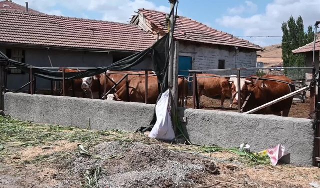 SÜT ÜRETİCİLERİ ÇİĞ SÜT FİYATLARINA TEPKİLİ