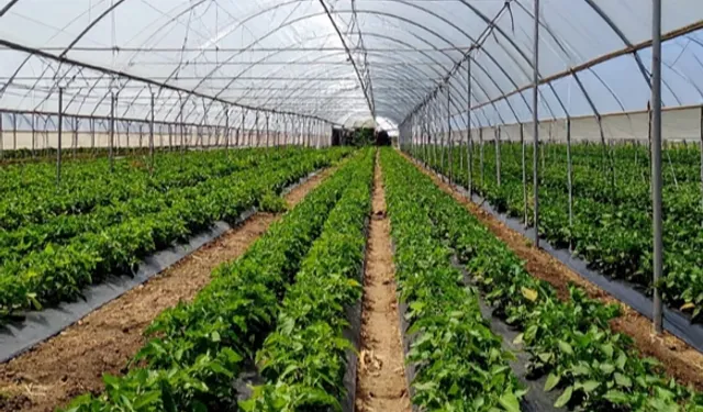 ADANA KARATAŞ'TA 1,2 MİLYAR LİRALIK SERA YATIRIMI