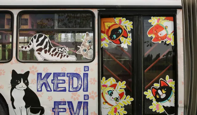 ANKARA BÜYÜKŞEHİR BELEDİYESİ'NDEN ÖZEL KEDİ MERKEZİ