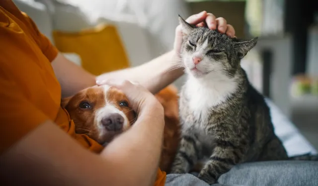 KEDİ VE KÖPEK BAKIMINDA YENİ YAZ RUTİNİ