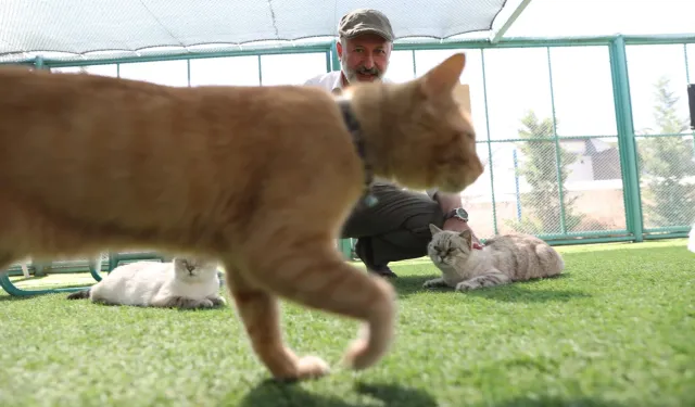 KAYSERİ'DE 'KÜÇÜK DOSTLAR KEDİ KASABASI'