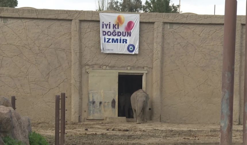 TÜRKİYE'DE DOĞAN FİL İZMİR 14 YAŞINDA