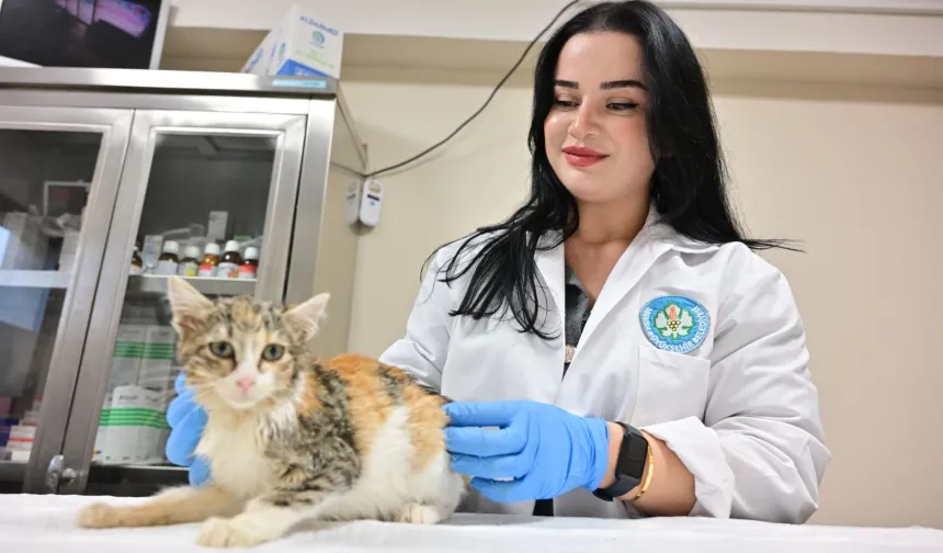 MANİSA'DA KISIRLAŞTIRILAN KEDİ SAYISI 3 BİNİ GEÇTİ