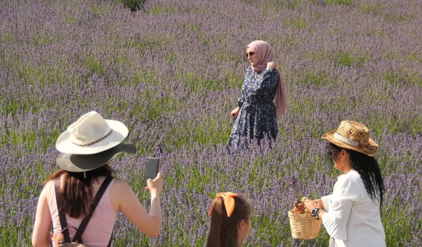 BAŞKENTLİLER LAVANTA  HASAT ŞENLİĞİNDE BULUŞTU