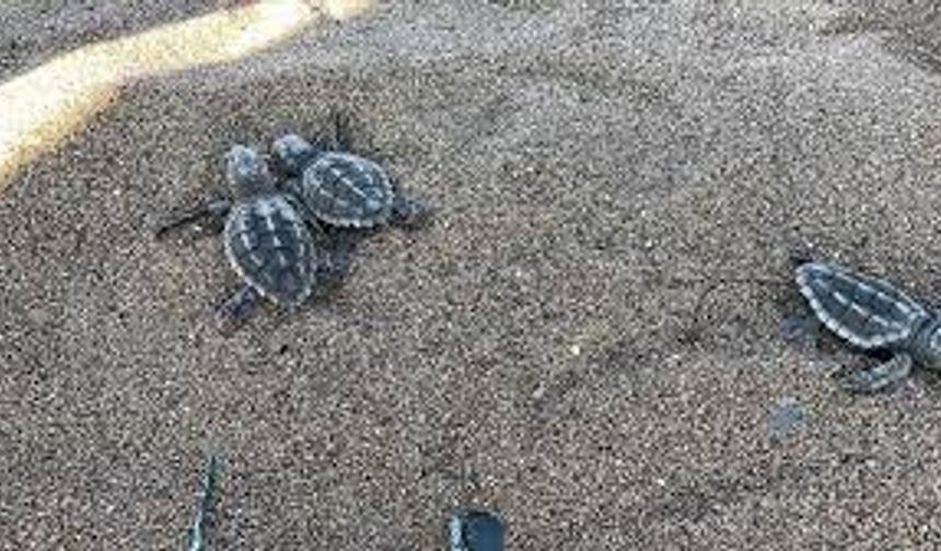 ANTALYA'DA CARETTA CARETTA YAVRULARI DENİZLE BULUŞTU