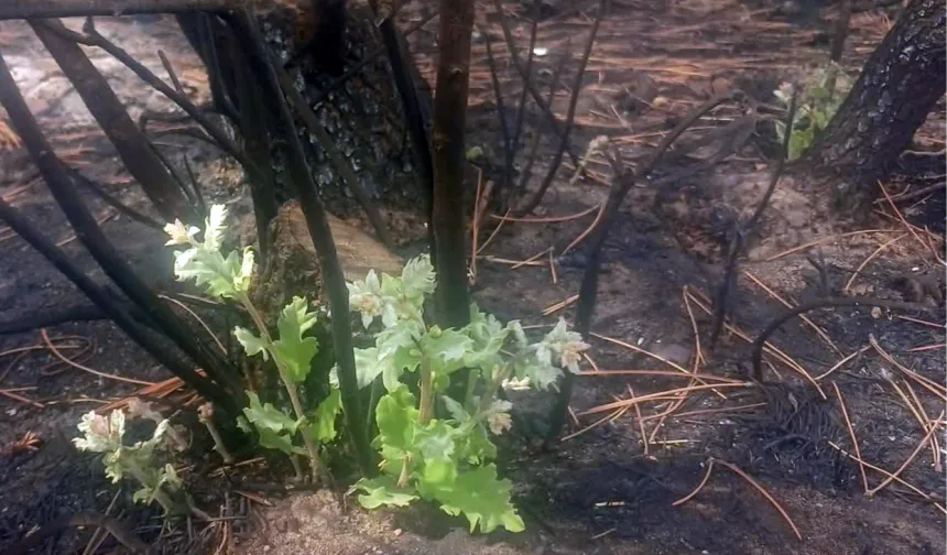 BİR AĞAÇ KÜLLERİNDEN NASIL DOĞDU? İŞTE HABER