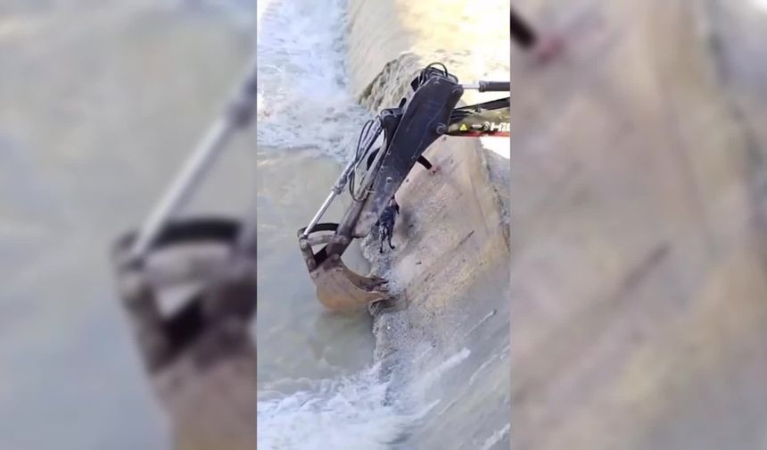 SİNOP'TA MAHSUR KALAN KÖPEK NASIL KURTARLDI?