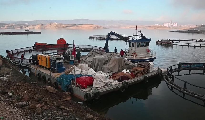 YOZGAT'TA YETİŞTİRİLEN BALIKLAR SAMSUN'DA SOMON OLUYOR