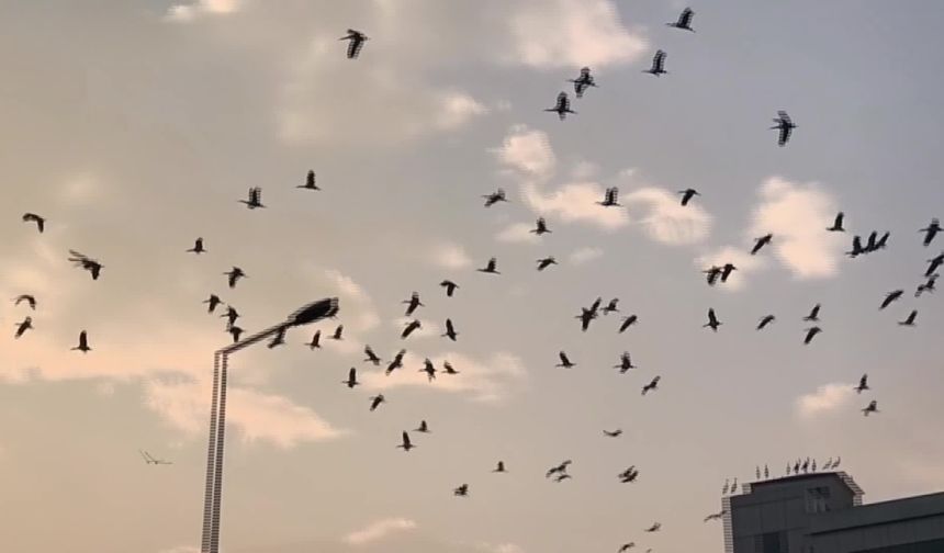 IĞDIR'da KIŞ ORTASINDA "LEYLEK" ŞAŞIRTTI