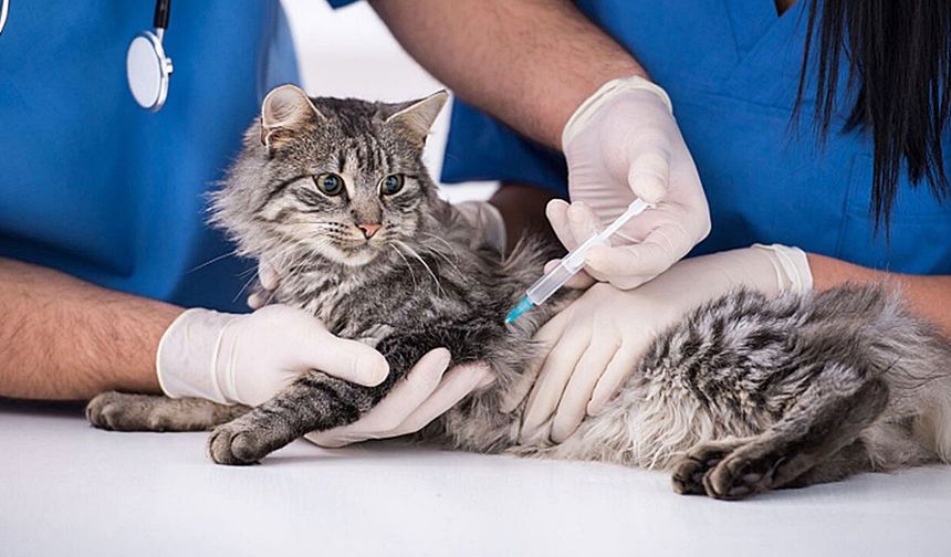 KONU: KEDİ VE HER 4 KEDİ SAHİBİNDEN BİRİ YANILIYOR