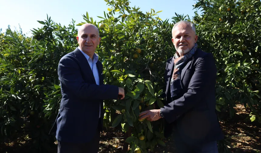 SATSUMA MANDALİNANIN İHRACAT YOLCULUĞU BAŞLADI
