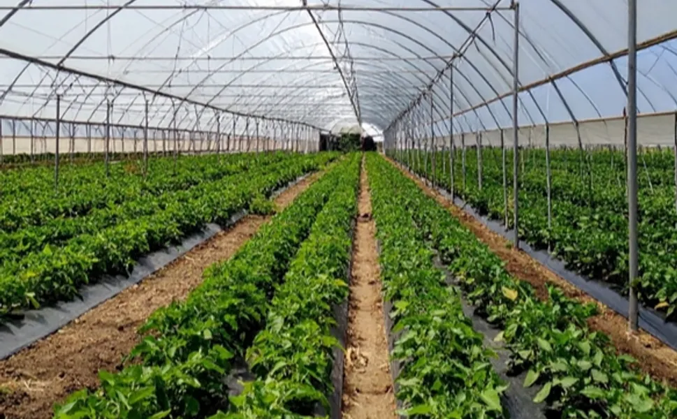 ADANA KARATAŞ'TA 1,2 MİLYAR LİRALIK SERA YATIRIMI