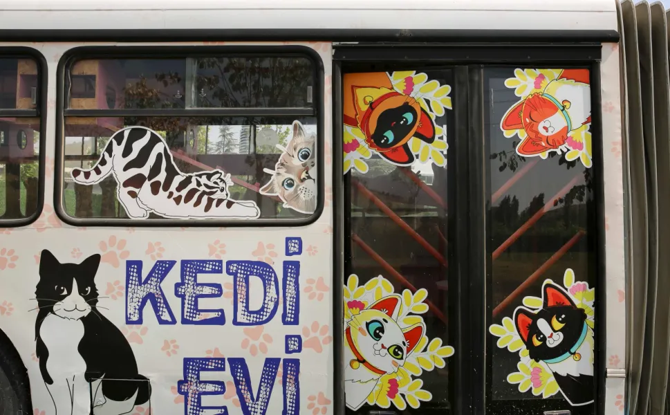 ANKARA BÜYÜKŞEHİR BELEDİYESİ'NDEN ÖZEL KEDİ MERKEZİ